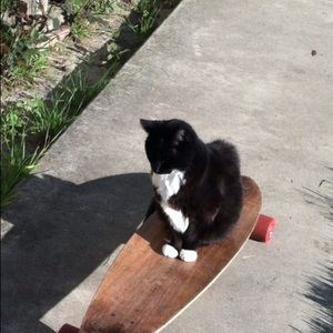 Meet your Posher, Shoshana